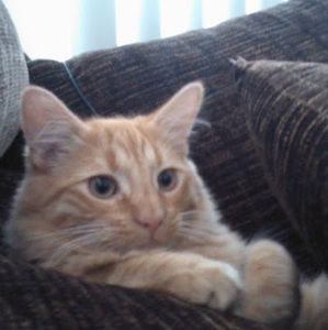 Meet your Posher, Erika